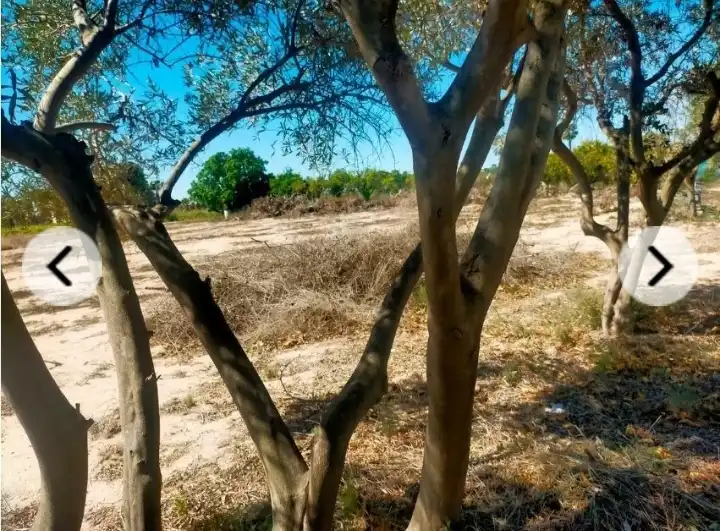 Rural land for sale in La Foia - Daimés - Asprella, imagen 8