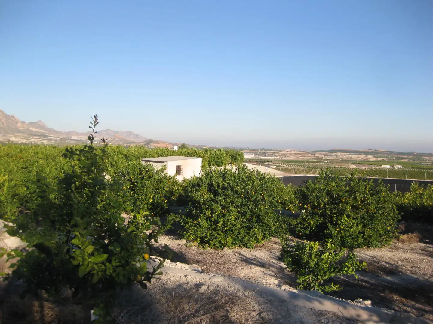 Lands and plots for sale in Paraje del Tale, imagen 6