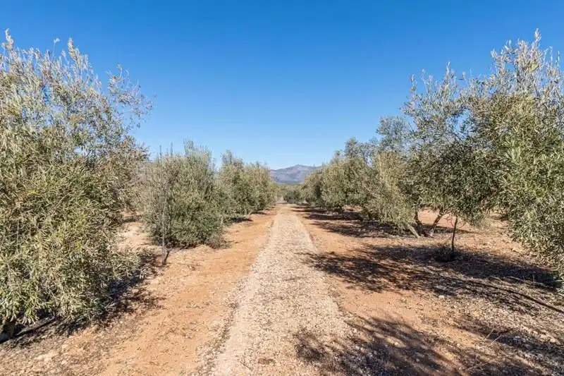 Casa rústica en venda a PAGO CORTIJO DE LAS MONJAS POLIGONO 1 PARCELA 193, imagen 23