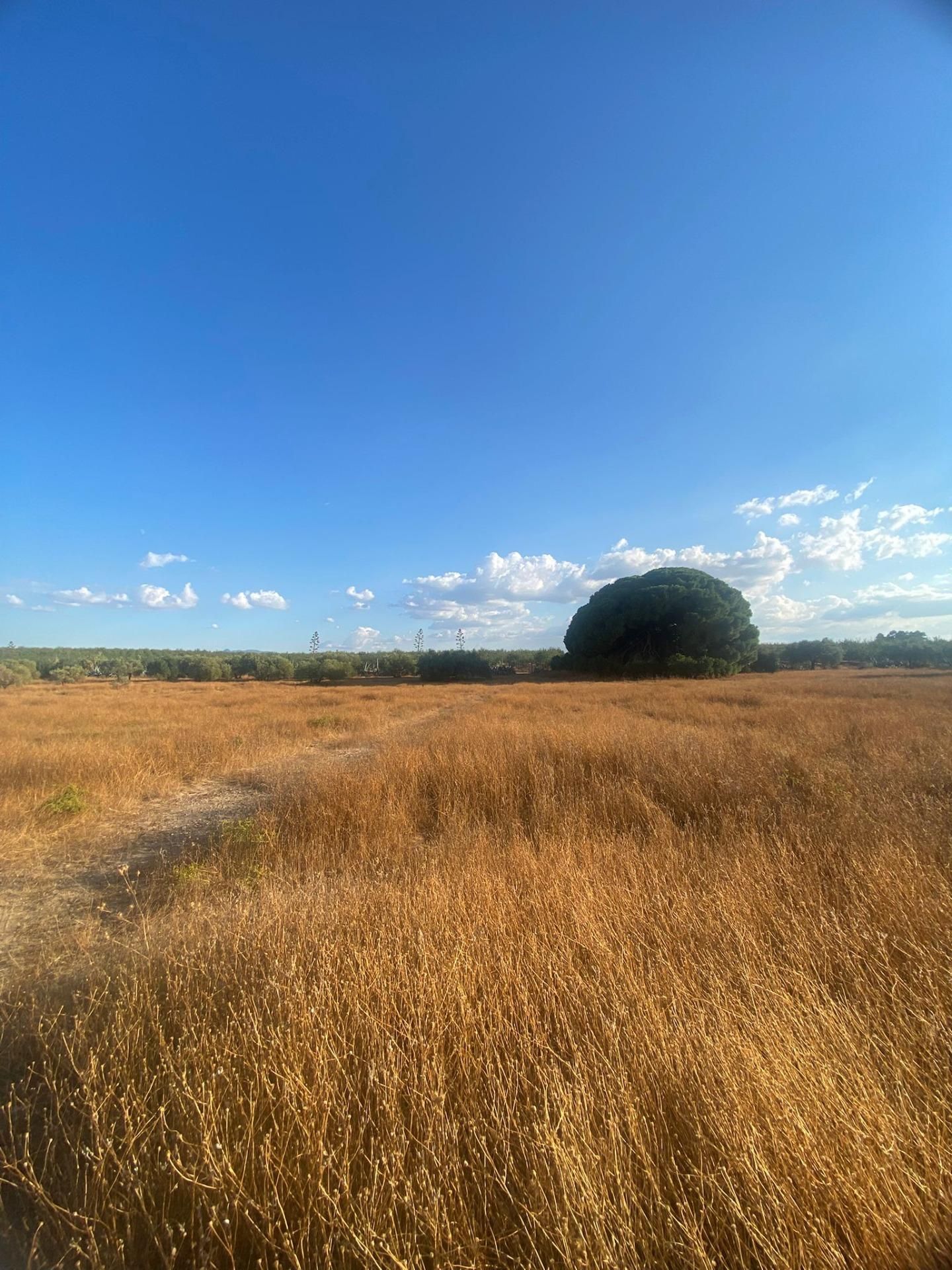 Residential for sale in La Puebla de Cazalla