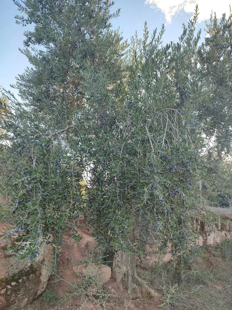 Terreno rústico en venta en L'Albagés, imagen 4