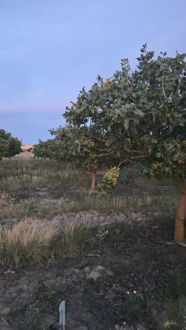 Terreno rustico in vendita a Ontígola, imagen 13