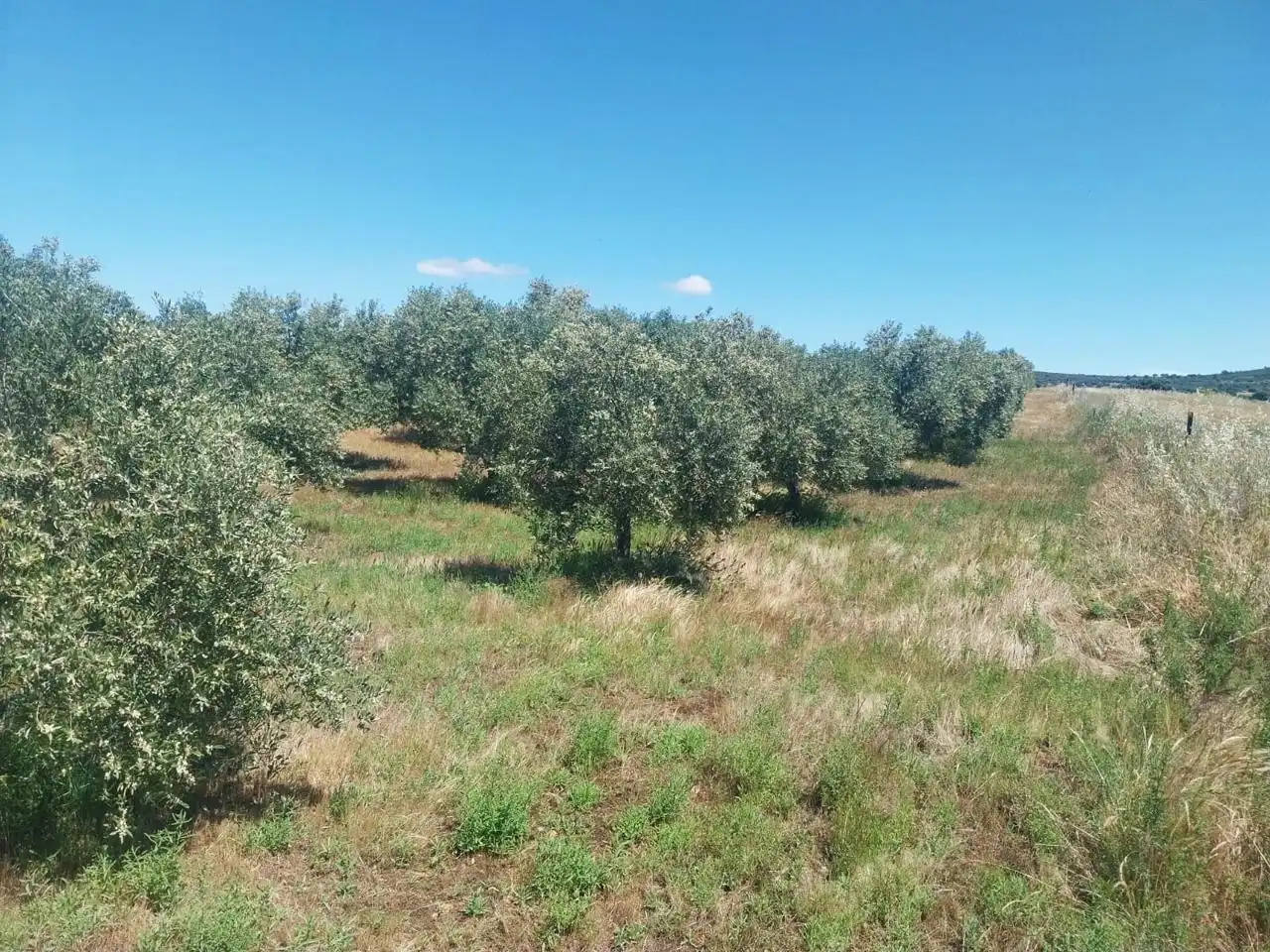 Grundstücke zum Verkauf in Hinojosa del Duque
