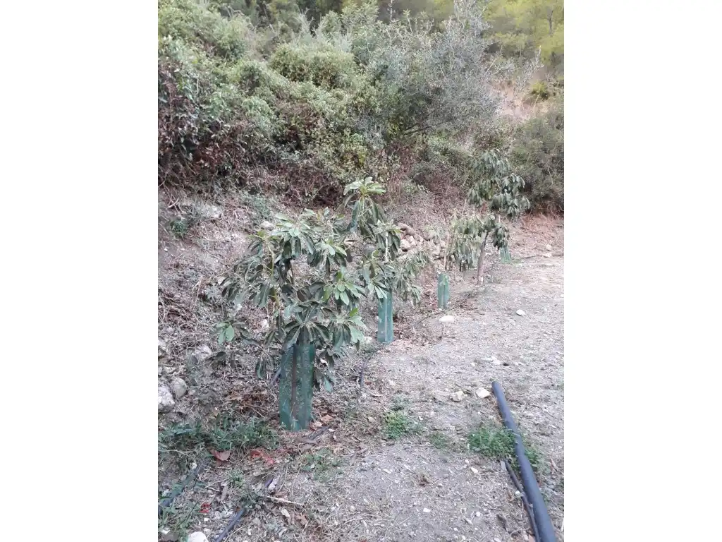 Maison à vendre à Frigiliana, imagen 5