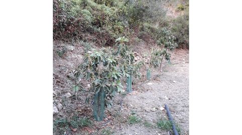 Foto 5 de Casa o chalet en venta en Frigiliana, Málaga