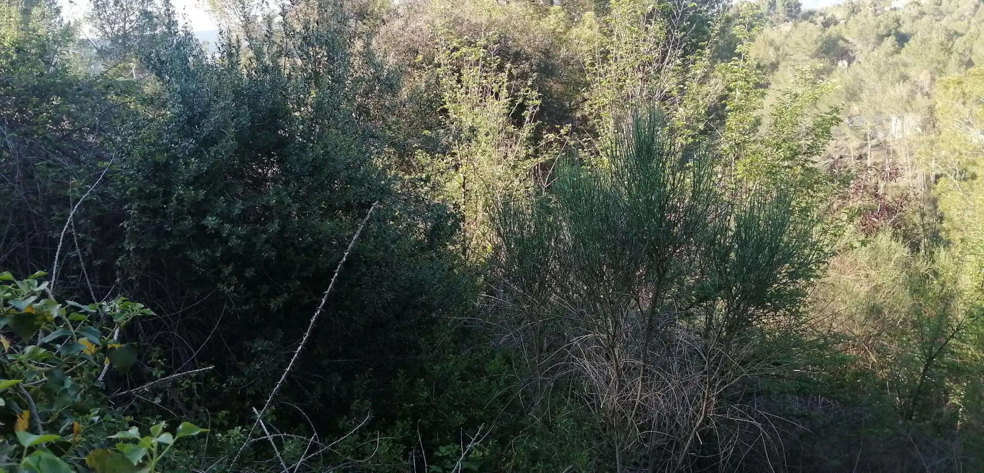 Terreno rustico in vendita a Piera, imagen 4