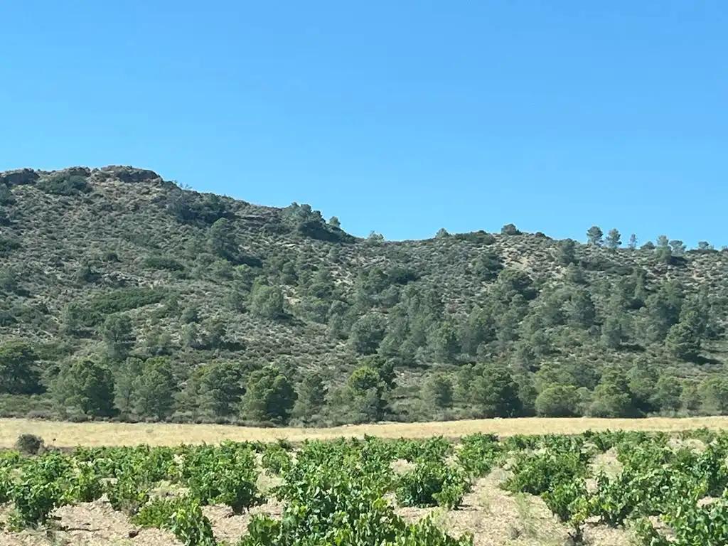 Terreny en venda en Hellín