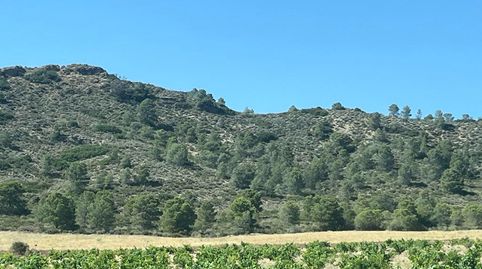 Finca rustica situada en el este de la provincia de Albacete, image 2