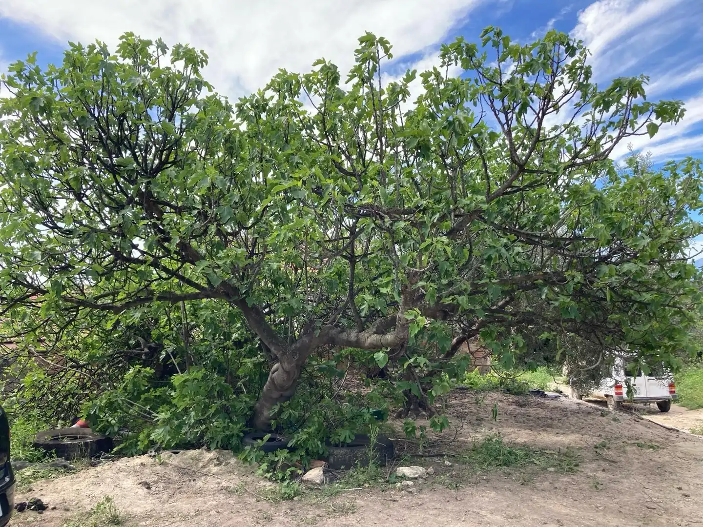Casa rústica amb jardí en venda a Bobadilla - Bobadilla Estación - La Joya, imagen 2