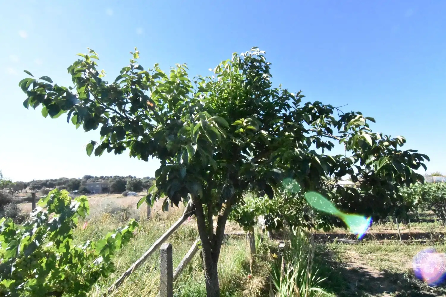 Jardín de Finca rústica en venta en Ciudad Rodrigo