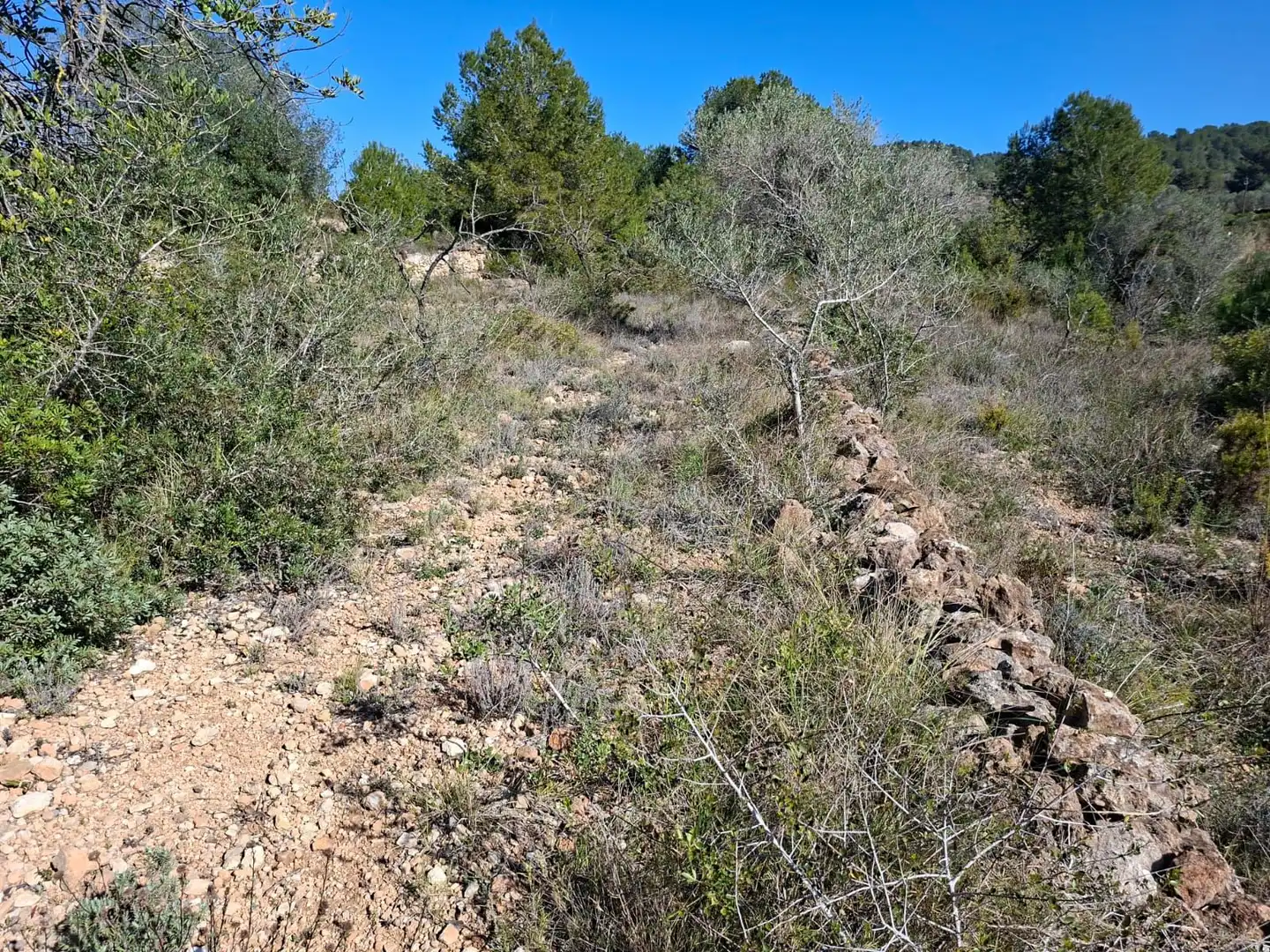 Terreny rústic en venda a Ulldecona, imagen 7