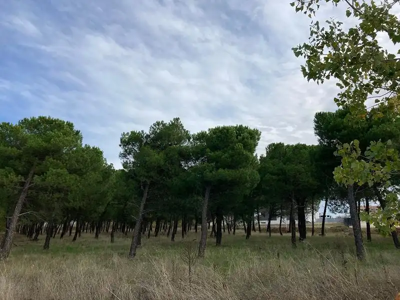 Terreno rustico in vendita a Pelabravo, imagen 3