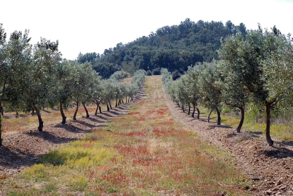 Lands and plots for sale in Garriguella, imagen 5