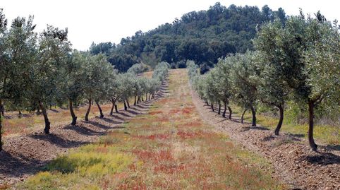 ltimas parcelas disponibles en Garriguella, immagine 5