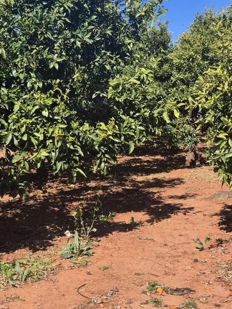 Finca rústica en venta en Vila-real