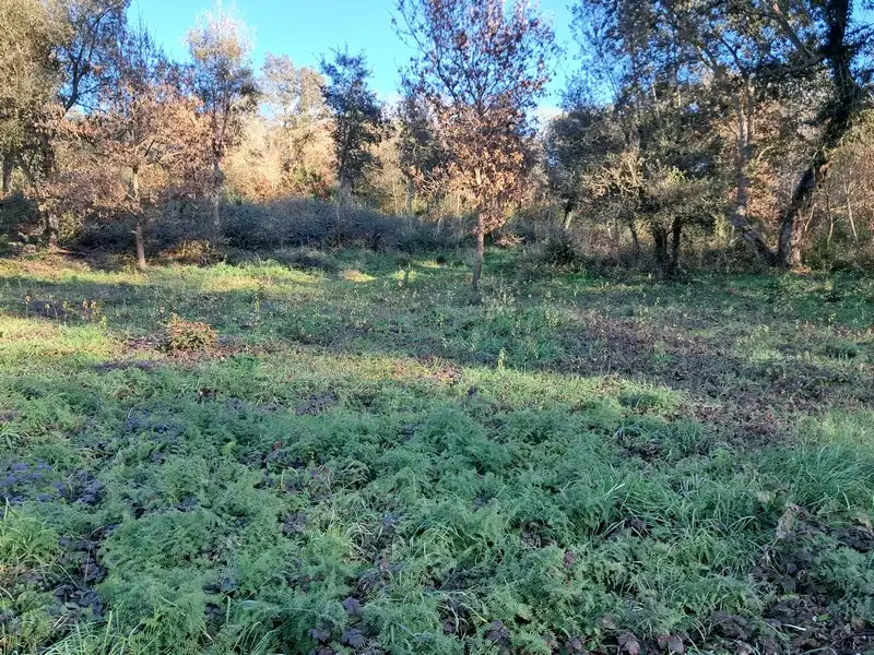 Wohnbaugrundstück zum Verkauf in Carrer Far, imagen 2