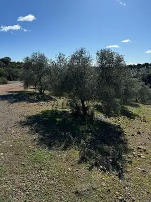 Terrain rustique à vendre à Terrenos paraje los castaños, imagen 2