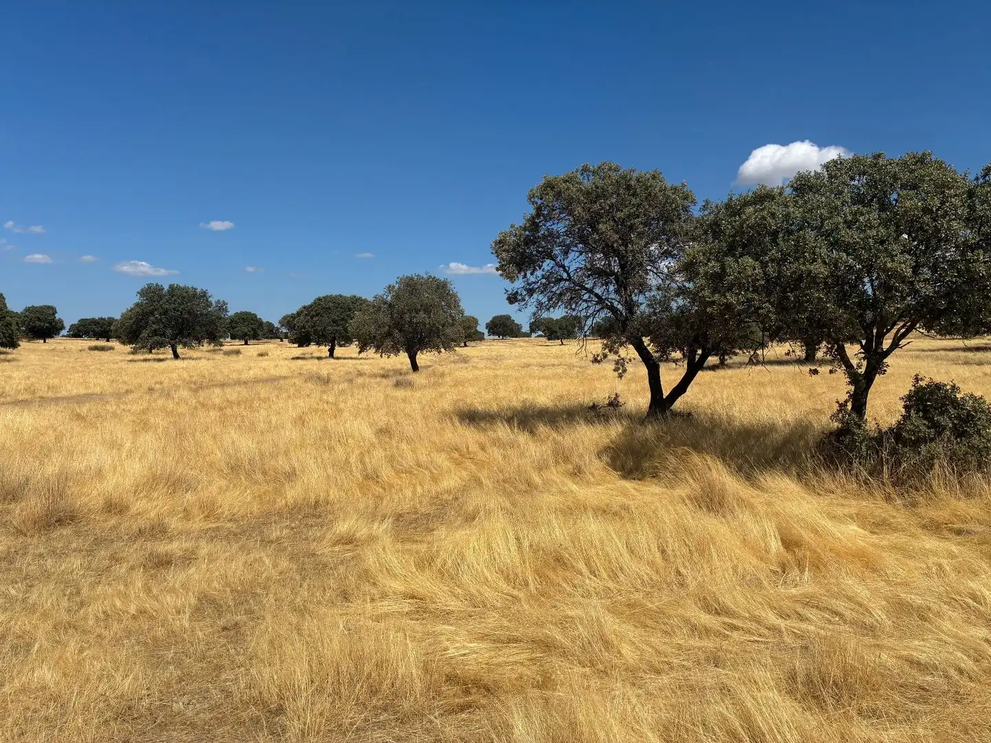 Terreno rustico in vendita a Mohedas de la Jara, imagen 10