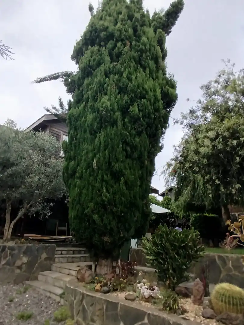 Jardín de Casa o chalet en venta en Tacoronte con Jardín privado, Terraza y Trastero