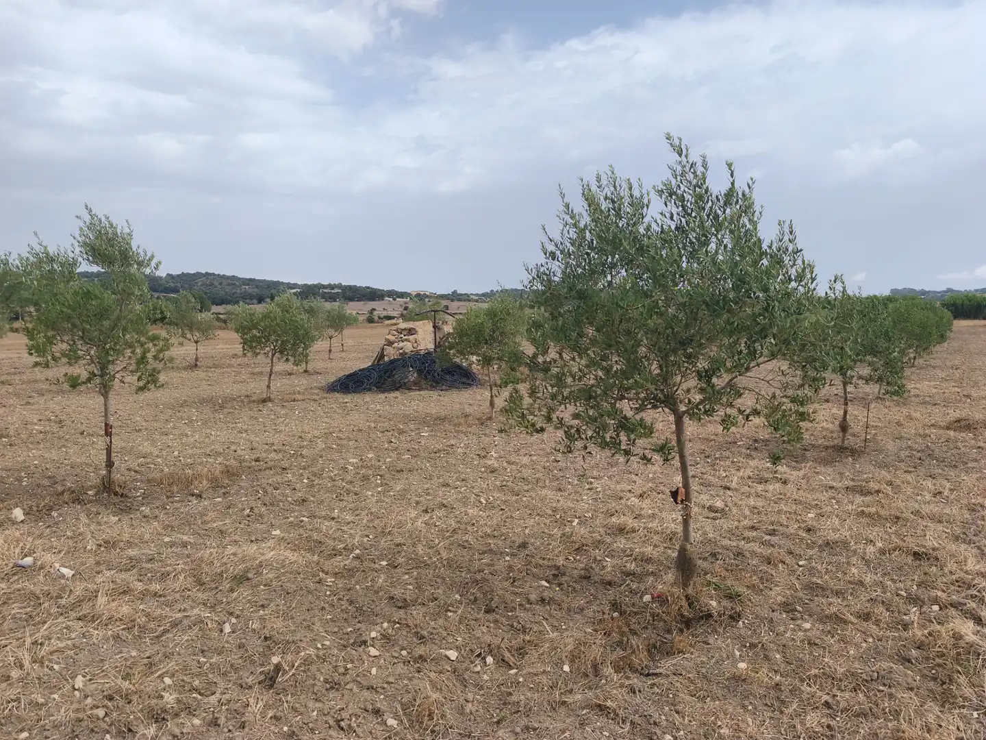 Terreno residenziale in vendita a Montuïri, imagen 3