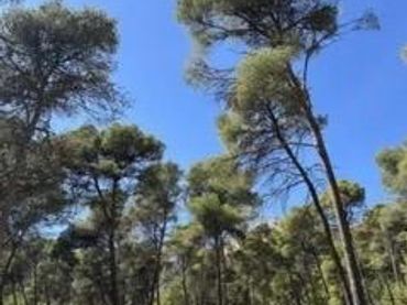 Terreno residenziale in vendita a Totana