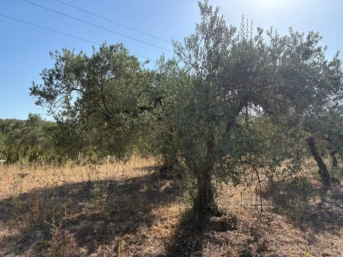 Terreny rústic en venda a Sanlúcar la Mayor, imagen 2