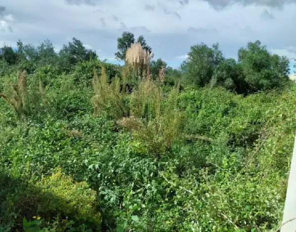 Rural land for sale in Sueca ciudad, imagen 8