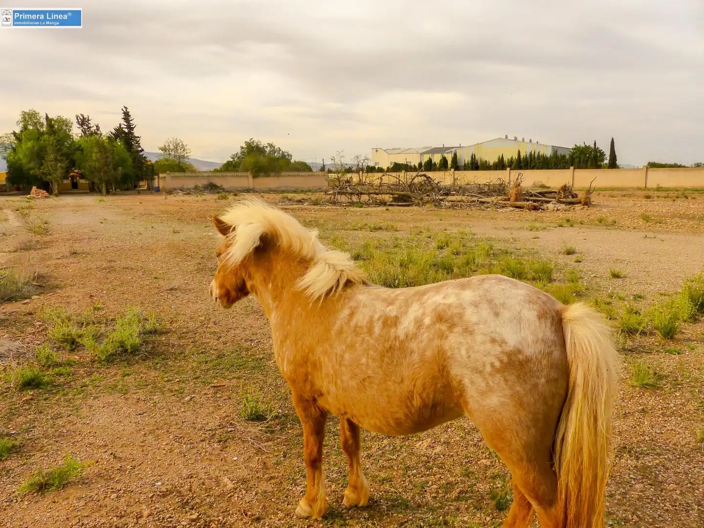 Vista exterior de Finca rústica en venda en Fuente Álamo de Murcia amb Calefacció, Jardí privat i Terrassa