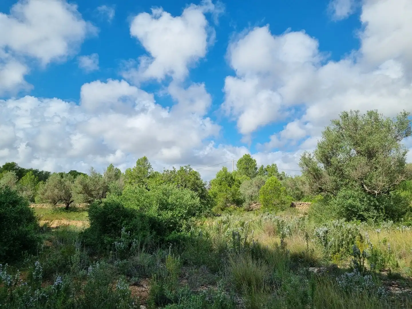 Terrain rustique à vendre à Carrer Andreu Llambrich 48, imagen 11