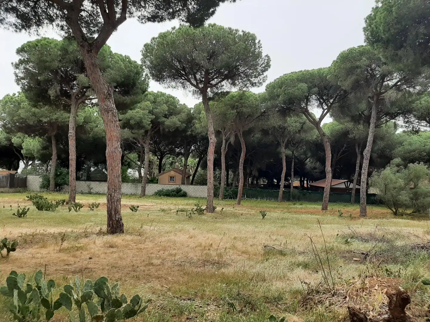Rustikales Grundstück zum Verkauf in El Juncal - Vallealto, imagen 7