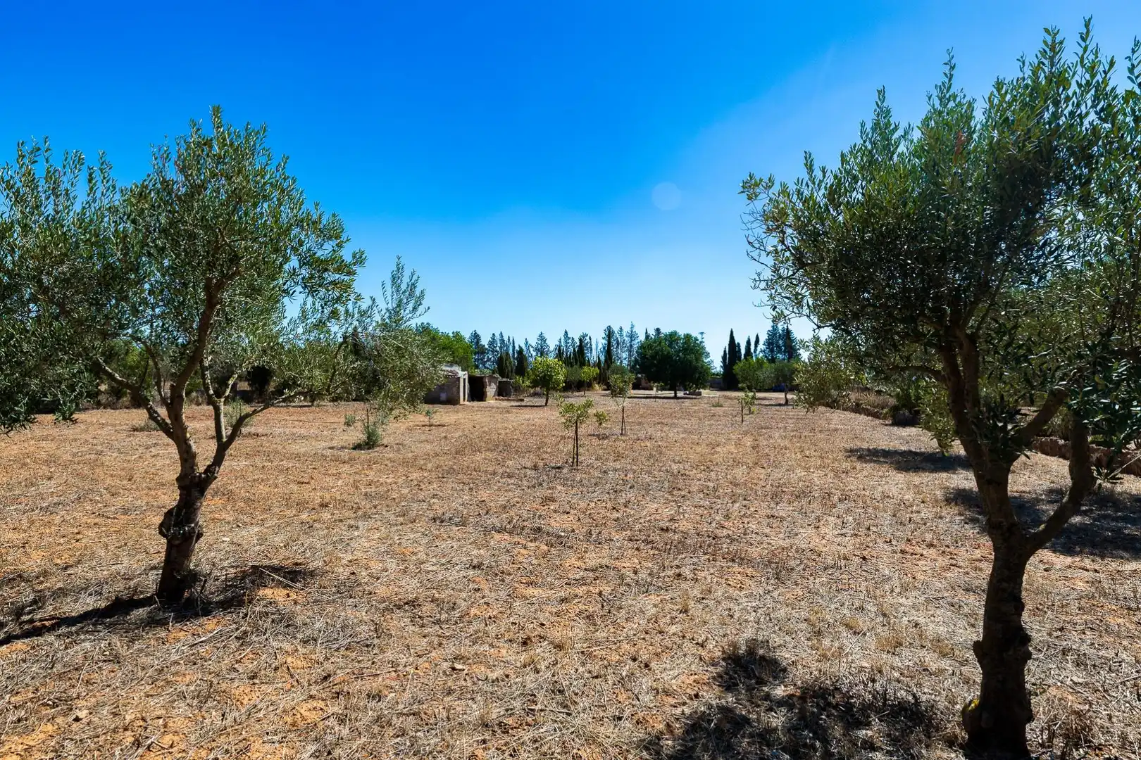 Rustikales Grundstück zum Verkauf in Llucmajor pueblo, imagen 40