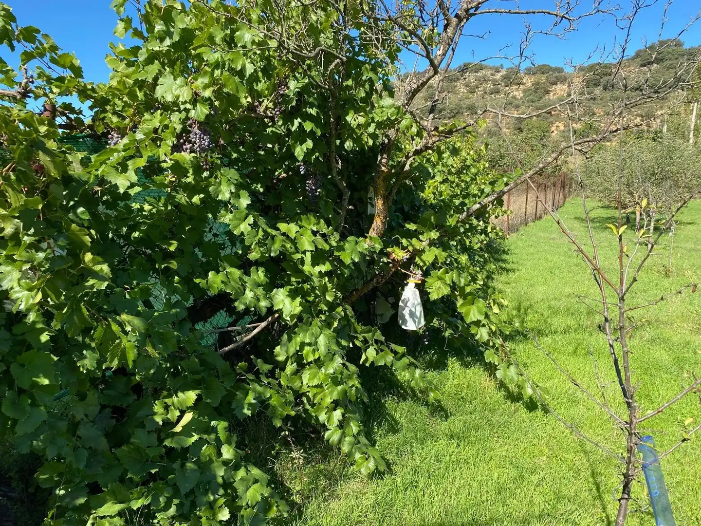 Jardín de Terreno en venta en Escopete