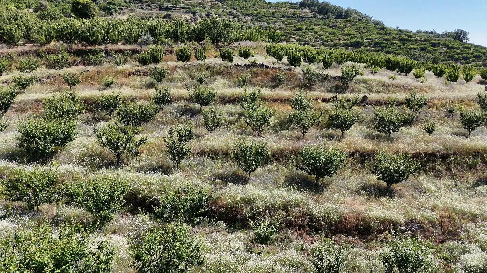 Terreni e lotti in vendita a Urbanizacion el Pajarejo, imagen 2