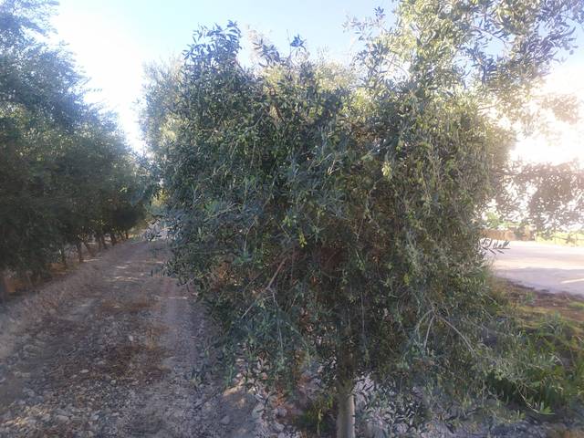 Terreno en Venta en Camiño Lobishome, 110 en A Carballeira