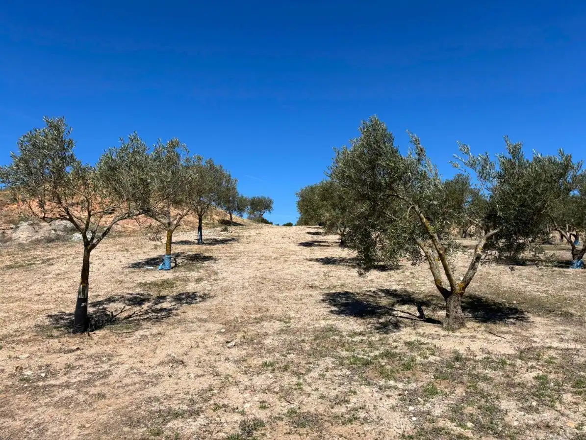 Finca rústica en venta en Campo de Criptana con Jardín privado y Piscina