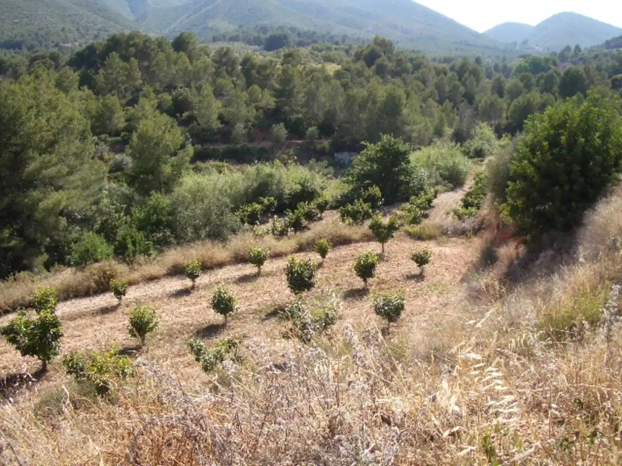 Terreny rústic en venda a Corral de Miquel, imagen 3