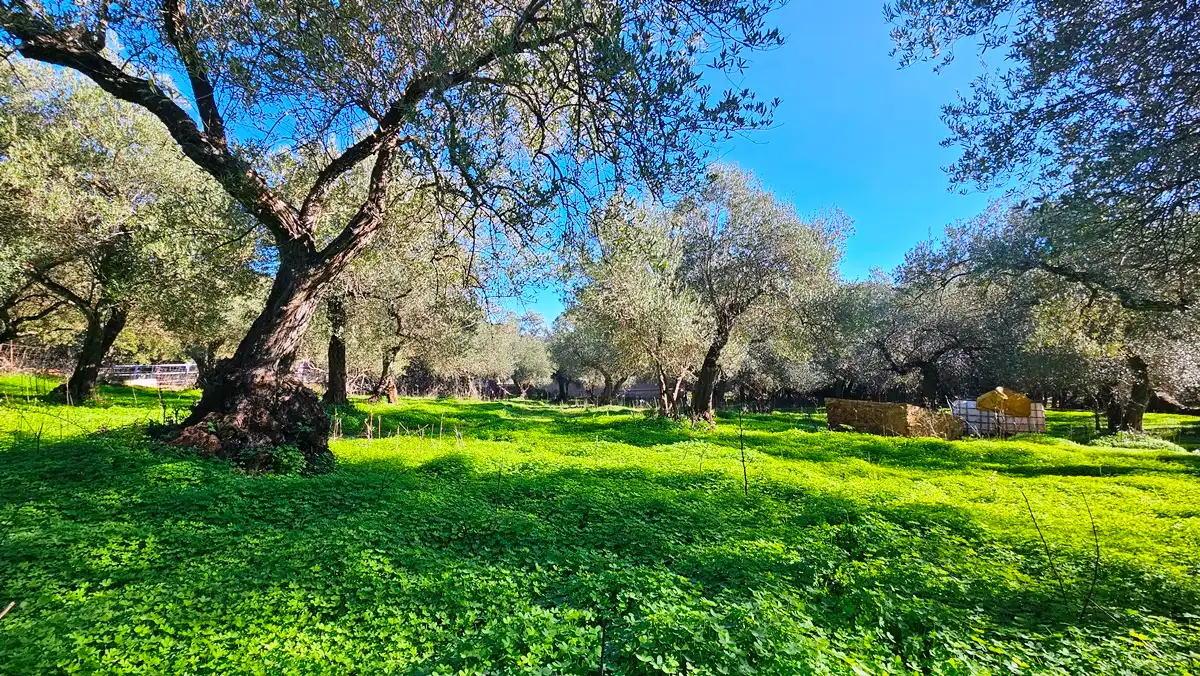 Terreno en venta en Higuera de la Sierra