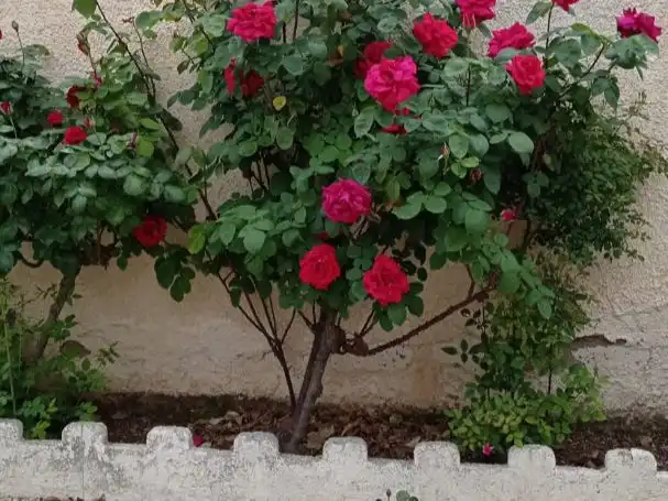 Habitatge amb jardí en venda a BARRIO NUEVO SAN CLEMENTE 0, imagen 42