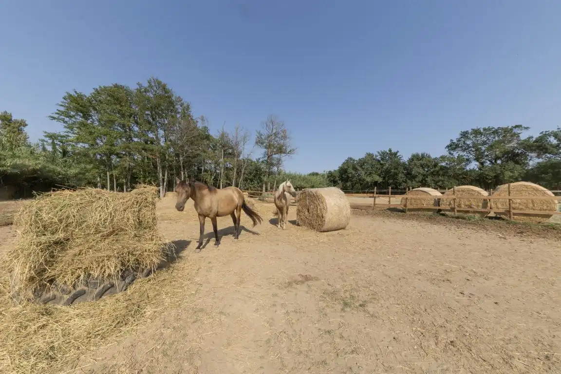 Rural land for sale in Carretera, imagen 23