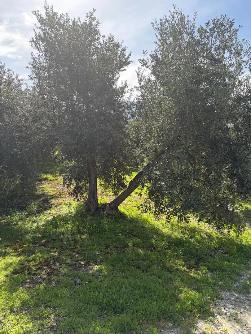 Rural land for sale in Poleares, imagen 7