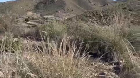 FINCA RÚSTICA DE 28.000 CON CASA EN LA GALERA, PURIAS, immagine 4
