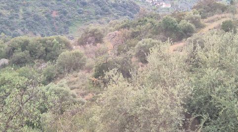 FINCA EN VENTA LA SOLANA  COLMENAR MALAGA, immagine 4