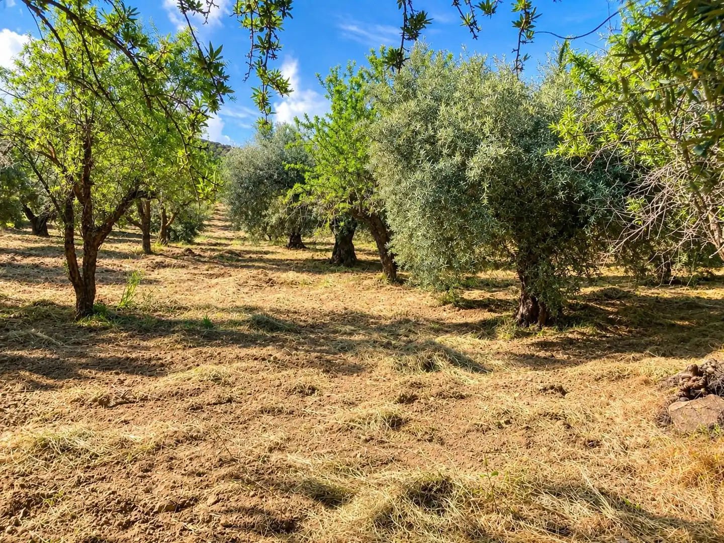 Maison rustique avec jardin à vendre à Carretera Fuente del Lobo Poligono, imagen 11
