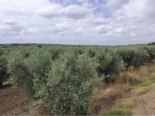 Terreno residencial en Venta en Entrín Alto  en Entrín Bajo