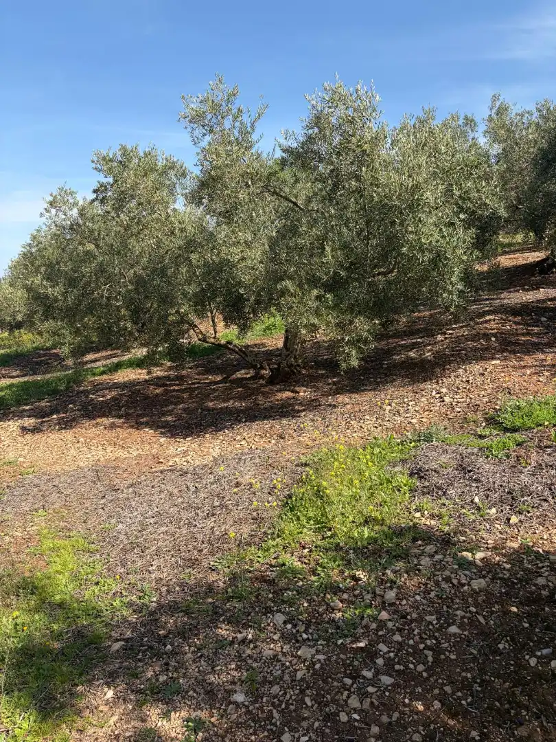 Terreno rustico in vendita a Cabra, imagen 9