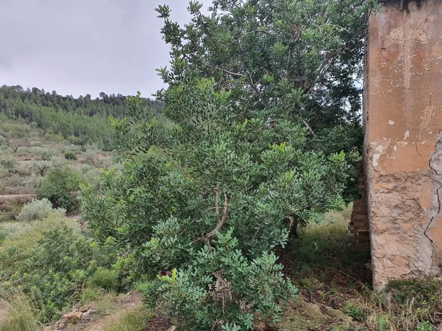 Maison à vendre à Benifallet, imagen 32
