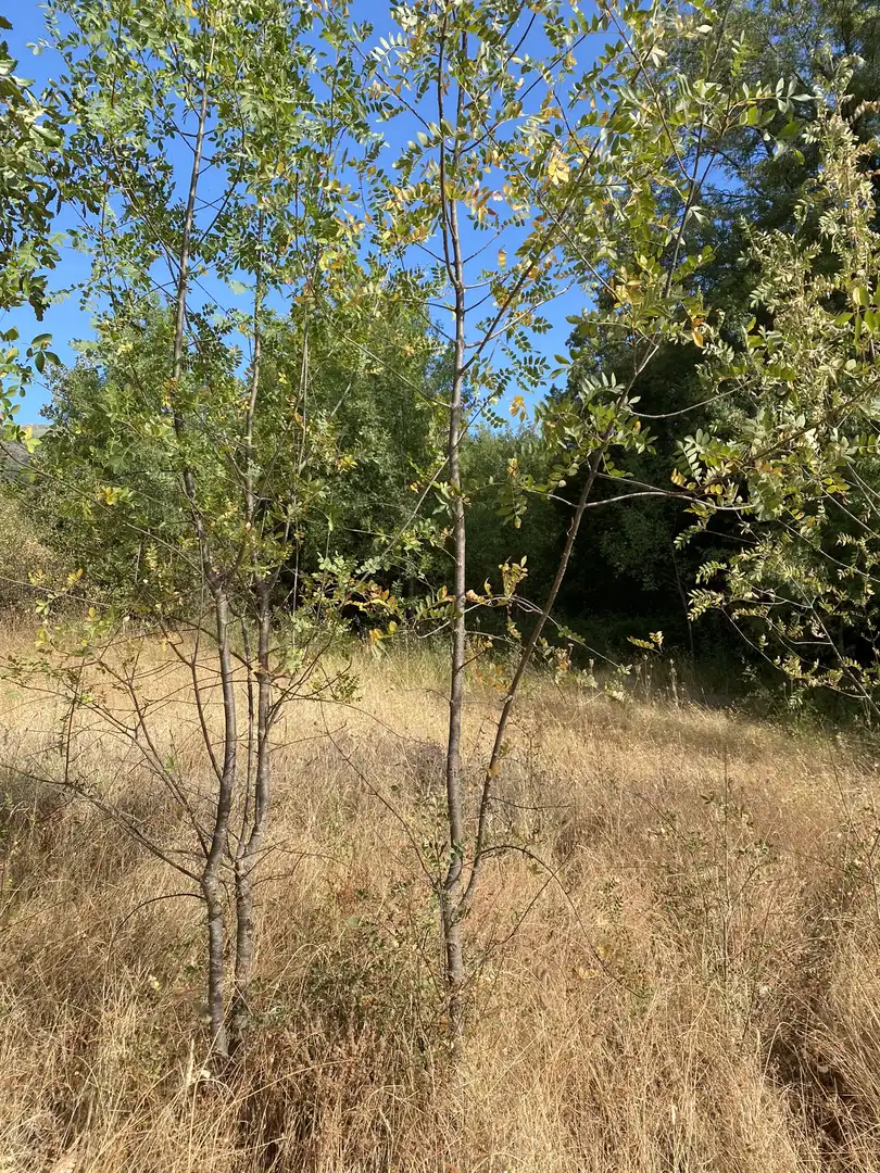 Land for sale in Rebollar (Cáceres)