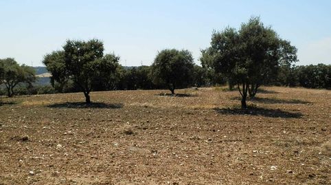 finca en venta 118 has. recreo a 130 km. de Madrid en Guadalajara