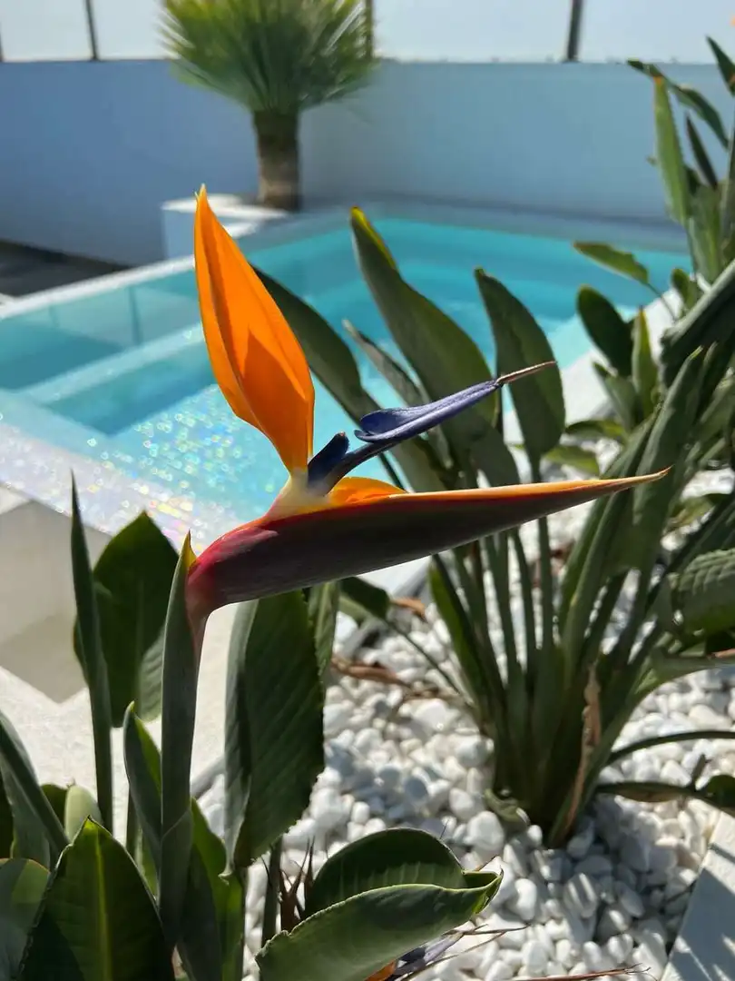 Casa amb piscina en venda a Cap Ras - Creus - Falconera, imagen 26