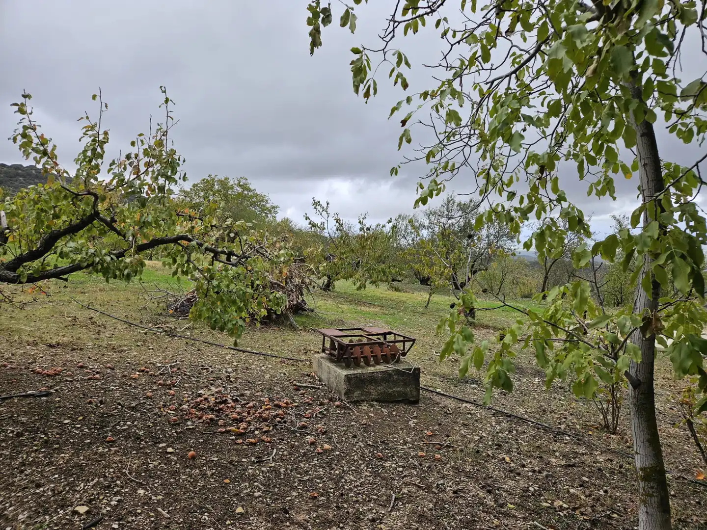 Jardín de Finca rústica en venta en Torres con Jardín privado